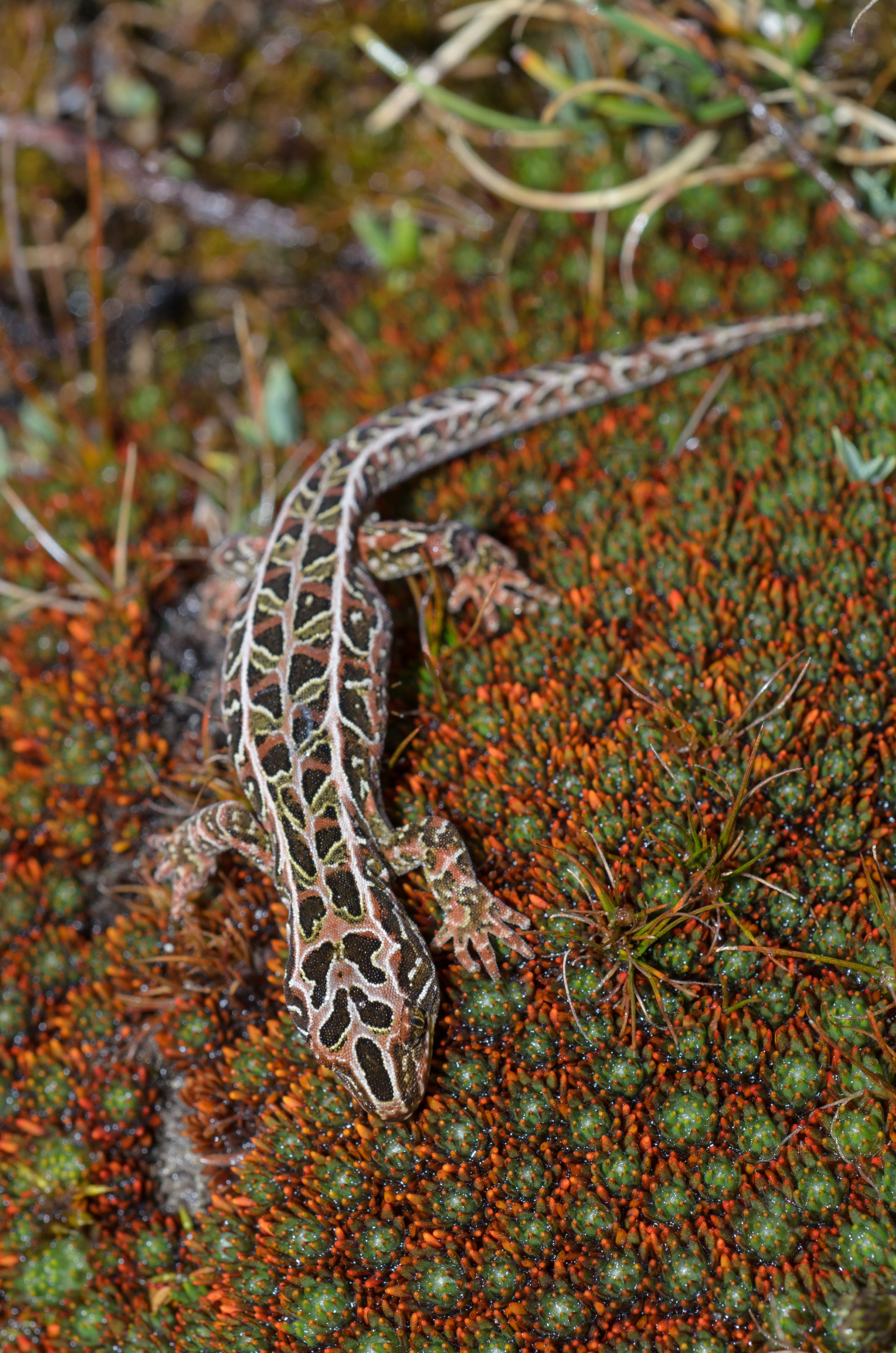 DSC_2948 – Adventure, Crispin, Hoplodactylus, Island, March 2017, National Park, New, New Zealand, Rakiura, South, Stewart, Tukutuku rakiurae, Zealand, amazing, gecko, harlequin gecko, rare, stunning